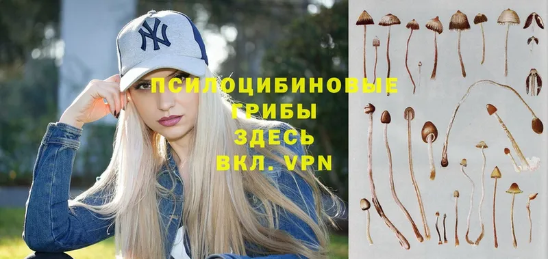 Псилоцибиновые грибы MAGIC MUSHROOMS  где продают наркотики  Бирюсинск 